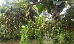 猕猴桃爆料新闻最新消息,揭秘行业最新爆料与趋势