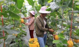 吃网红瓜的平台有哪些人,网红瓜界的热门平台大盘点